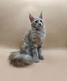 Maine Coon For Sale in Wisconsin: Perfect Companions for Your Home Milton