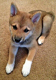 (TomKingsKennel)—Shiba-Inu pupp available for sale from Detroit
