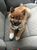 (TomKingsKennel)—Shiba-Inu pupp available for sale from Detroit