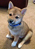 (TomKingsKennel)—Shiba-Inu pupp available for sale from Detroit