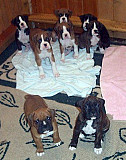 (TomKingsKennel)—Original boxer puppies from Delaware