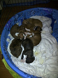 (TomKingsKennel)—Original boxer puppies from Delaware