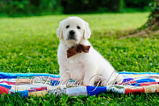 English Cream Golden Retriever Puppies for sale: Available at Indiana Goldens Bedford