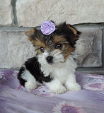 AVAILABLE TEACUP YORKIE PUPPIES from Lansing