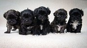 TEACUP YORKIE PUPPIES READY FOR ADOPTION from Saint Paul