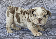 English bulldog puppies for sale from Texas City