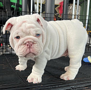 English bulldog puppies for sale from Memphis