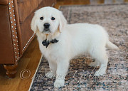 English Golden Retriever Puppies: Beautiful, Calm, and Family-Friendly Dogs Bedford