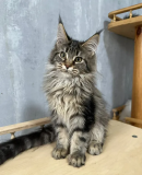 Maine Coon for Sale: Get Yourself Lovable & Majestic Kittens Milton