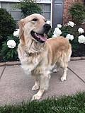 English Cream Golden Retrievers Puppies: Loyal Companions for Families Nashville