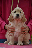 Golden Retriever Puppies for Sale – KCI Registered (Aizawl, Mizoram) Aizawl