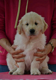 Golden Retriever Puppies for Sale – KCI Registered (Aizawl, Mizoram) Aizawl