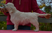 Golden Retriever Puppies for Sale – KCI Registered (Aizawl, Mizoram) Aizawl