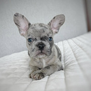 Merle French Bulldog puppies Toronto