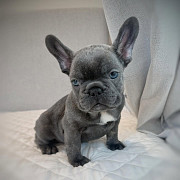 Merle French Bulldog puppies Toronto