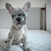 Merle French Bulldog puppies Toronto