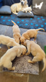 Beautiful Golden Retriever puppies Edmonton