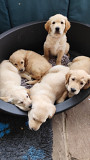 Beautiful Golden Retriever puppies Edmonton