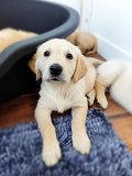Beautiful Golden Retriever puppies Edmonton