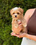 Hypoallergenic Maltipoo Puppies Vancouver