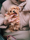 Hypoallergenic Maltipoo Puppies Vancouver