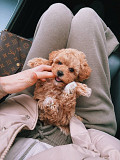 Hypoallergenic Maltipoo Puppies Vancouver