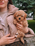 Hypoallergenic Maltipoo Puppies Vancouver