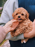 Hypoallergenic Maltipoo Puppies Vancouver