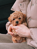 Hypoallergenic Maltipoo Puppies Vancouver