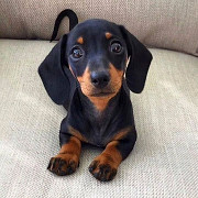 Adorable Dachshund Puppies Ready for Loving Homes! Toronto