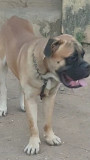 Adult Male Boerboel Abuja