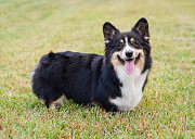 Pembroke Welsh Golden Corgi Puppies: Raised with Care and Love Bedford