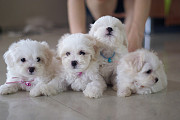 Healthy Maltese puppies from Mississauga