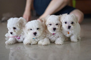 Healthy Maltese puppies from Mississauga