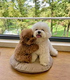 Toy Poodle Puppies Ottawa
