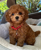 Toy Poodle Puppies Ottawa