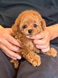 Toy Poodle Puppies Ottawa