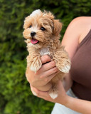 Maltipoo Puppies London