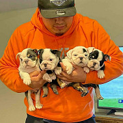 Top Quality English Bulldog puppies North York