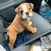 Bulky English Bulldog puppies Scarborough