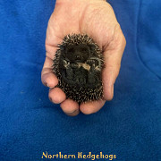 Pedigreed Hedgehog Babies from Ethical Breeder Waterloo