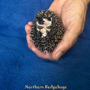 Pedigreed Hedgehog Babies from Ethical Breeder Waterloo