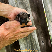 Pedigreed Hedgehog Babies from Ethical Breeder Waterloo