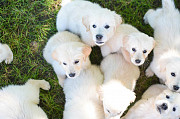 English Golden Retriever Indiana: A Lifelong Companion Raised with Love & Care Bedford