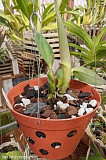 Orchid Supplies Florida For Healthy And Beautiful Blooming Plants Delray Beach
