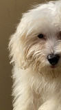 Shih Tzu dog for sale Dubai
