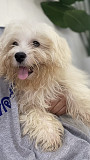 Shih Tzu dog for sale Dubai