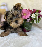 Yorkie 12 weeks old male and female.The ready have their first set of shots Phoenix