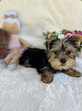 Yorkie 12 weeks old male and female. from Phoenix