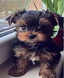 Yorkie 12 weeks old male and female. from Phoenix